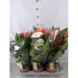 Anthurium   ...mix 4