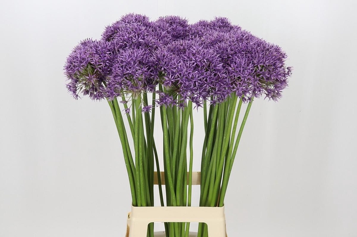 <h4>Allium Violet Beauty</h4>