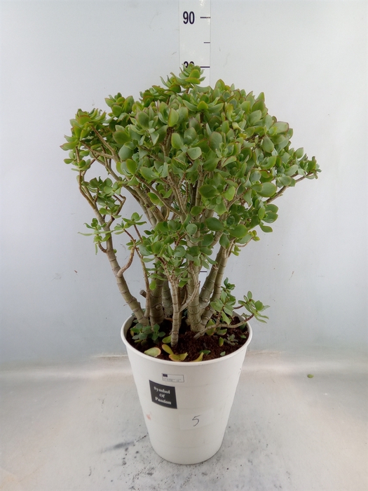 <h4>Crassula arborescens</h4>