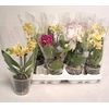 Phal Gem 4 Kl