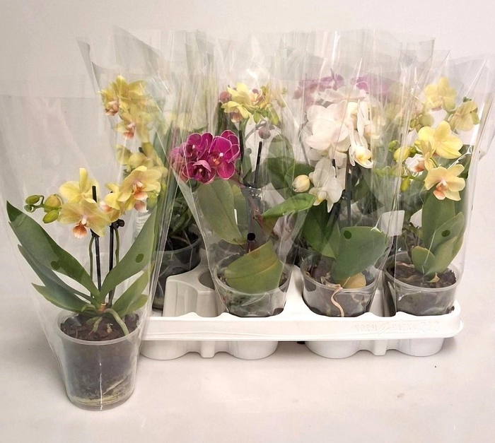 Phal Gem 4 Kl
