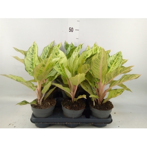Aglaonema   ...
