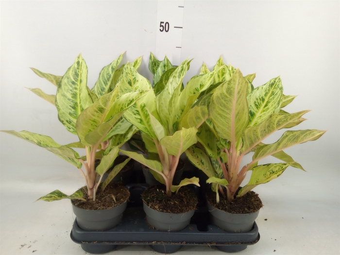 <h4>Aglaonema   ...</h4>