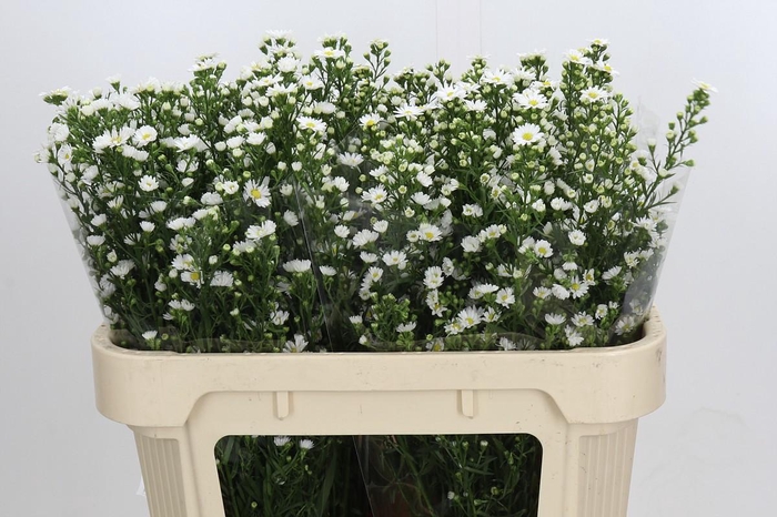 <h4>Aster Paquita</h4>