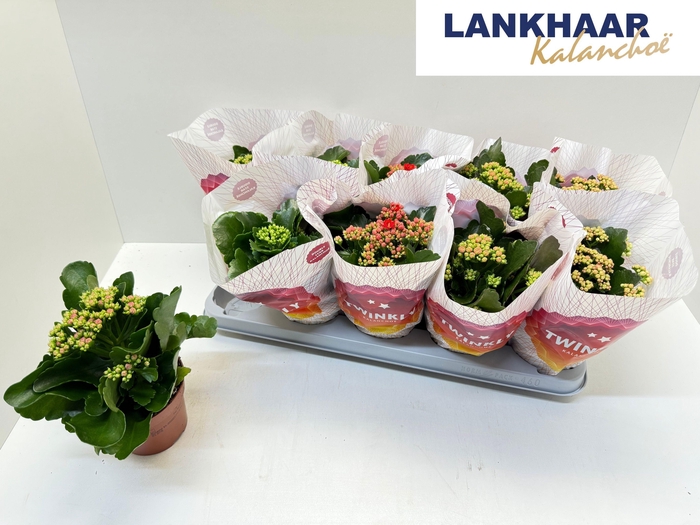 KAL GE PERF GEM 5 KL