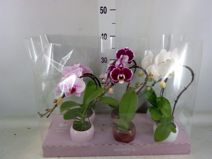 <h4>Phalaenopsis   ...</h4>