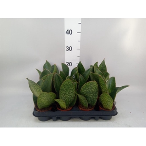 Sansevieria grandis