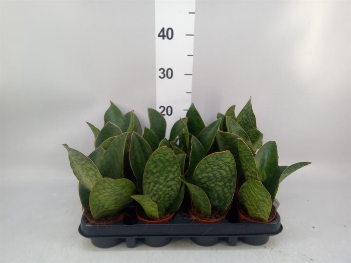 <h4>Sansevieria grandis</h4>