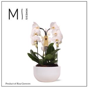 Phalaenopsis Arrangement Crown White 3 spike - 26cm in Saskia White | Mimesis