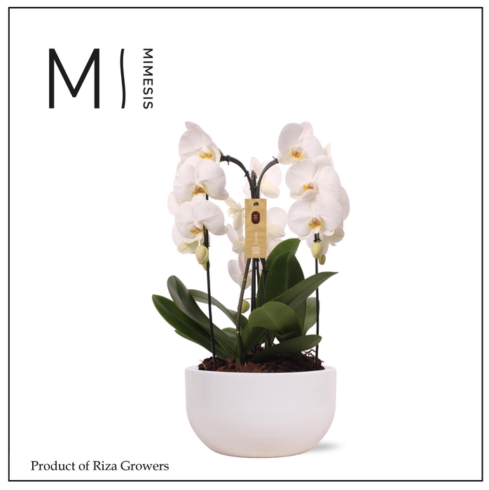<h4>Phalaenopsis Arrangement Crown White 3 spike - 26cm in Saskia White | Mimesis</h4>