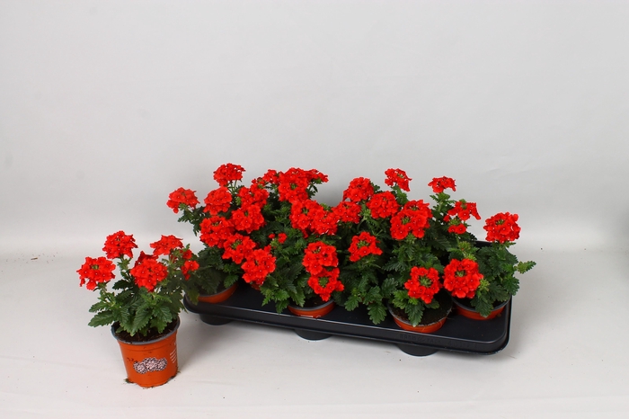 <h4>VERBE EMP DARK RED</h4>