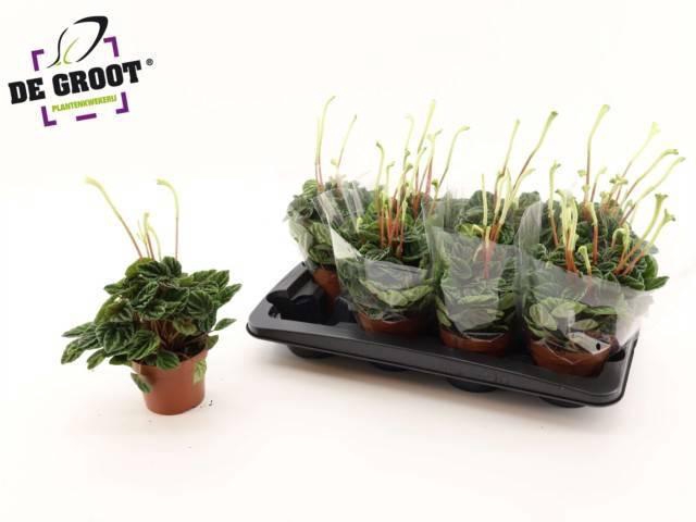 <h4>PEP CA LILIAN</h4>