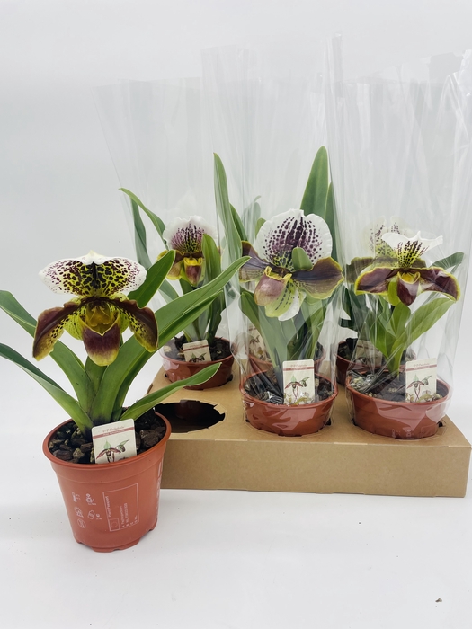 <h4>PAPH AMERIKA HYB GEM</h4>