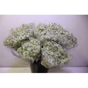 Astr Billion Sta Xl X10