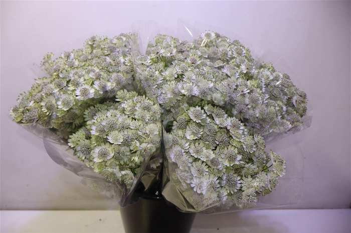 <h4>Astr Billion Sta Xl X10</h4>