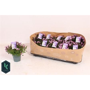 Camp Portenschlagian Pink