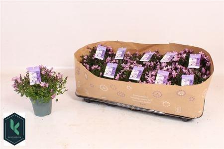 <h4>Camp Portenschlagian Pink</h4>