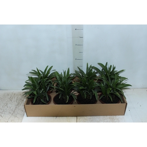 PALMEIRA RAPHIS C13