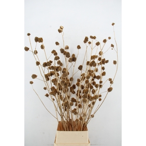 Glycyrrhiza Gold Glitter