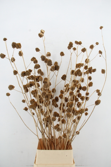 <h4>Glycyrrhiza Gold Glitter</h4>