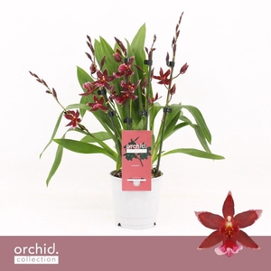 Barrocco Red, 5/6-spike Compact 'Orchid Collection'