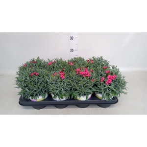 Dianthus car. 'Peman Red'
