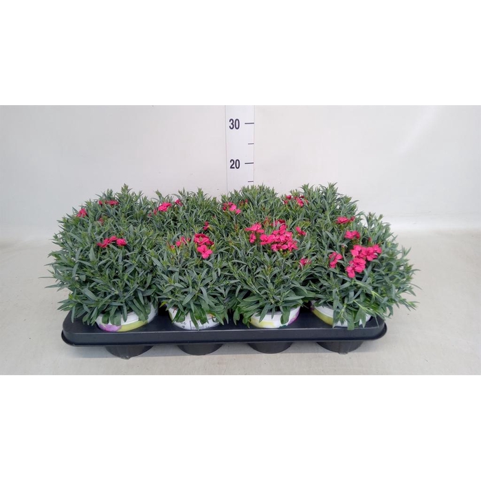 <h4>Dianthus car. 'Peman Red'</h4>