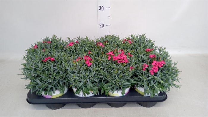 Dianthus car. 'Peman Red'