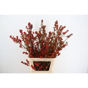 AUTUMN BERRY 100CM