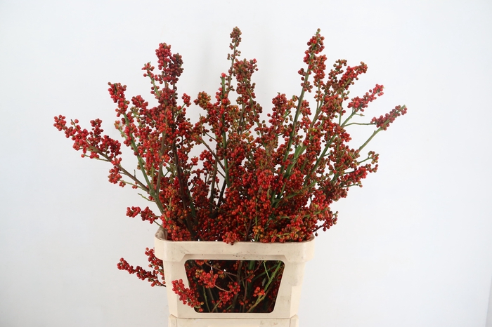 <h4>AUTUMN BERRY 100CM</h4>