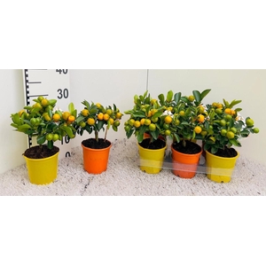 Citrus microcarpa Calamondin Mix orange & yellow pots