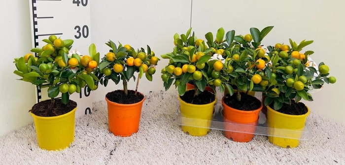 <h4>Citrus microcarpa Calamondin Mix orange & yellow pots</h4>