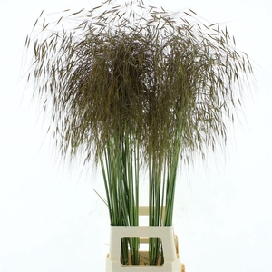 STIPA GIGANTEA