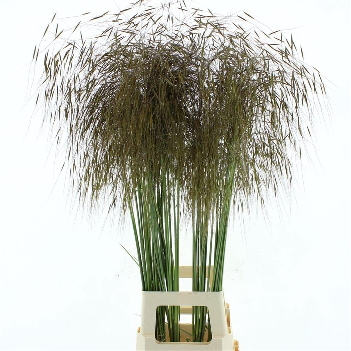 <h4>STIPA GIGANTEA</h4>