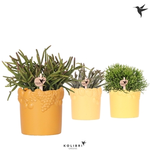 Kolibri Greens Rhipsalis mix in Fruity pot yellow mix