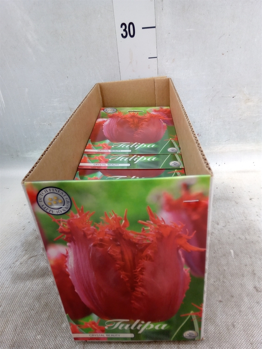 <h4>Tulipa   ...flowerbulbs</h4>