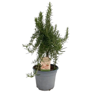 Rosmarinus prostratus 