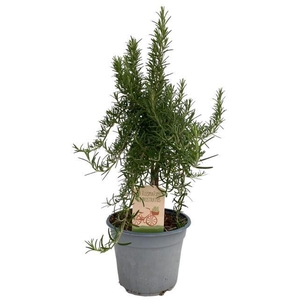 Rosmarinus prostratus 