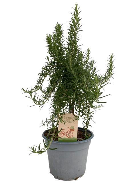 <h4>Rosmarinus prostratus "OP STAM"</h4>