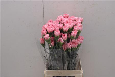 <h4>Di St Joshua</h4>