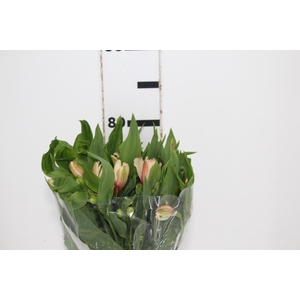 ALSTROEMERIA DIRTY DANCING 080 CM