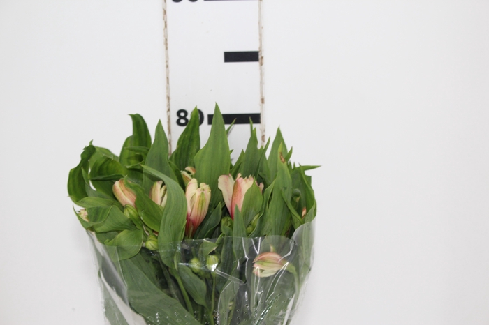 ALSTROEMERIA DIRTY DANCING 080 CM