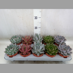 Echeveria   ...mix
