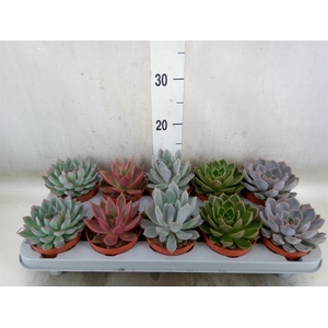 Echeveria   ...mix