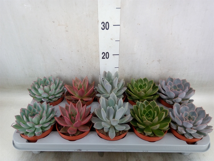 <h4>Echeveria   ...mix</h4>