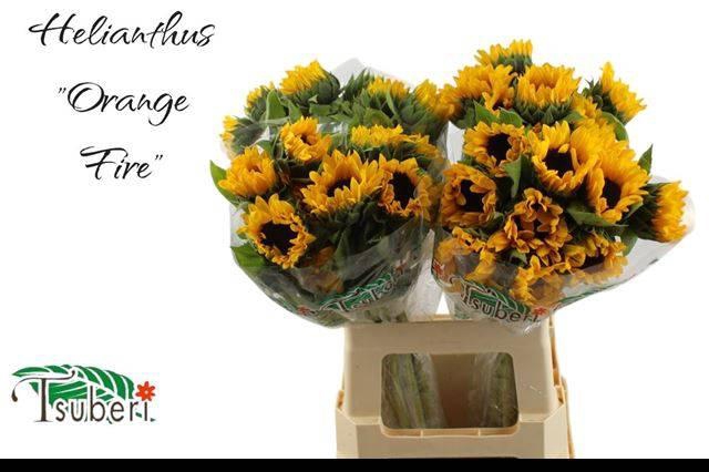 <h4>HELI ORANGE FIRE</h4>