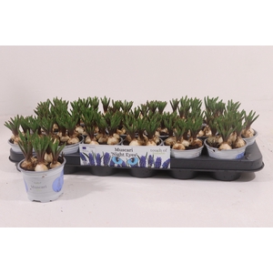 MUSCARI NIGHT EYES P9