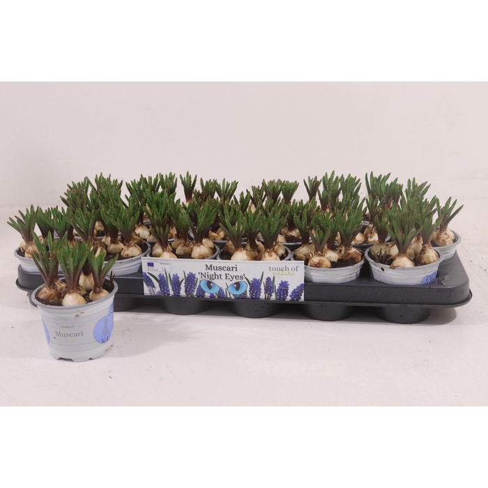 <h4>MUSCAR NIGHT EYES</h4>