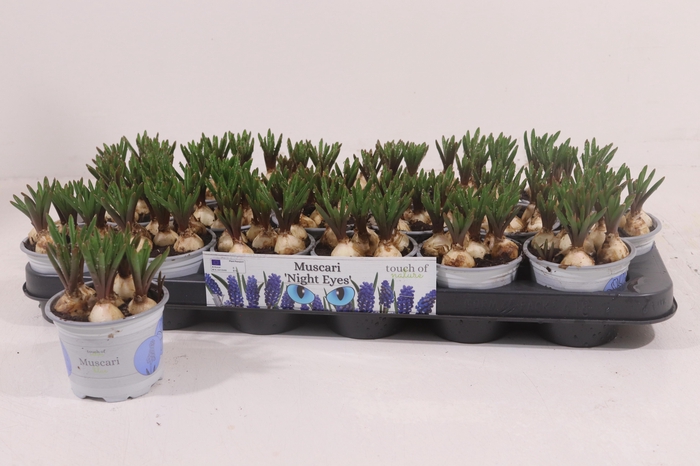 <h4>MUSCARI NIGHT EYES P9</h4>