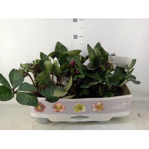 Helleborus  'Fkiss Vibey Velve'